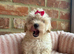 Adorable Maltipoo puppies