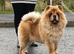 4yr old chow chow female