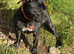 Staffordshire bull terrier pup