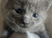 Russian Blue kittens