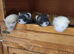 Ferret kits available