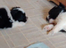 Black and white baby poms
