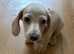 2 female mini dachshund for sale