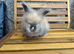 Angora Babies