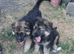 German shepherd pups