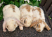Mini Plush Lops. Hypoallergenic fur.