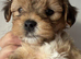 Gorgeous Maltipoo puppies 2 girls and 2 boys ready to go on 26th July
