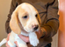 6 beagle pups for sale