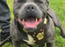 staffordshire bull terrier pups