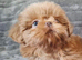 Kc registered Shih tzu  puppies
