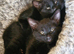 Two boys ready now. Possible delivery