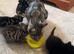 Bengal cross kittens