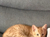Kitten playful
