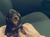 Gorgeous mini dachshunds puppies