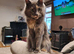 Female mainecoon cat