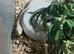 Corn snake