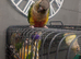 conures 9 months old