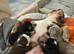 stunning litter of english bulldogs