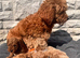 Beautiful red toy poodles