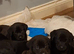 KC registered black labrador pups