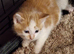 4 little kittens for sale