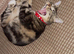 Mixed female cat