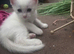 2 x female kittens