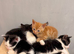 4 BLACK & WHITE KITTENS !!! ( NO GINGERS LEFT)