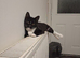 3 Beautiful Kittens for re homing