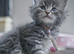 Stunning pure breed Mainecoon kittens ready 10th June