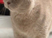 GCCF registered British Shorthair