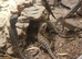 Stunning baby beardies
