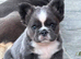 Frenchie puppy