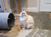 Beautiful GCCF Registered Ragdoll Kittens.