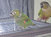 Baby semi tamed crimson bellied conure
