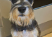 Miniture schnauzer for sale