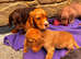 Cocker spaniel puppies