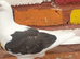 Saddle racing pigeons for sale