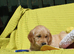 Litter of Golden Retriver puppies