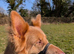 Isabella stud dog , long hair straight back German Shepherd