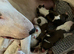 7 x KC Registered English Bullterrier Puppy’s