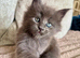 stunning XL full Maine coon kittens