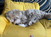 Toy Maltipoo for sale