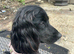 Female cocker spaniel