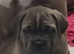 Exceptional Formentino Male Puppy