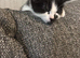 male black and white kitten