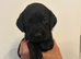 Springador puppies