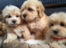 Mini Maltipoo pupps Ready for Rehoming