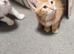 STUNNING KITTENS READY NOW