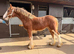 Gorgeous Chestnut Colt
